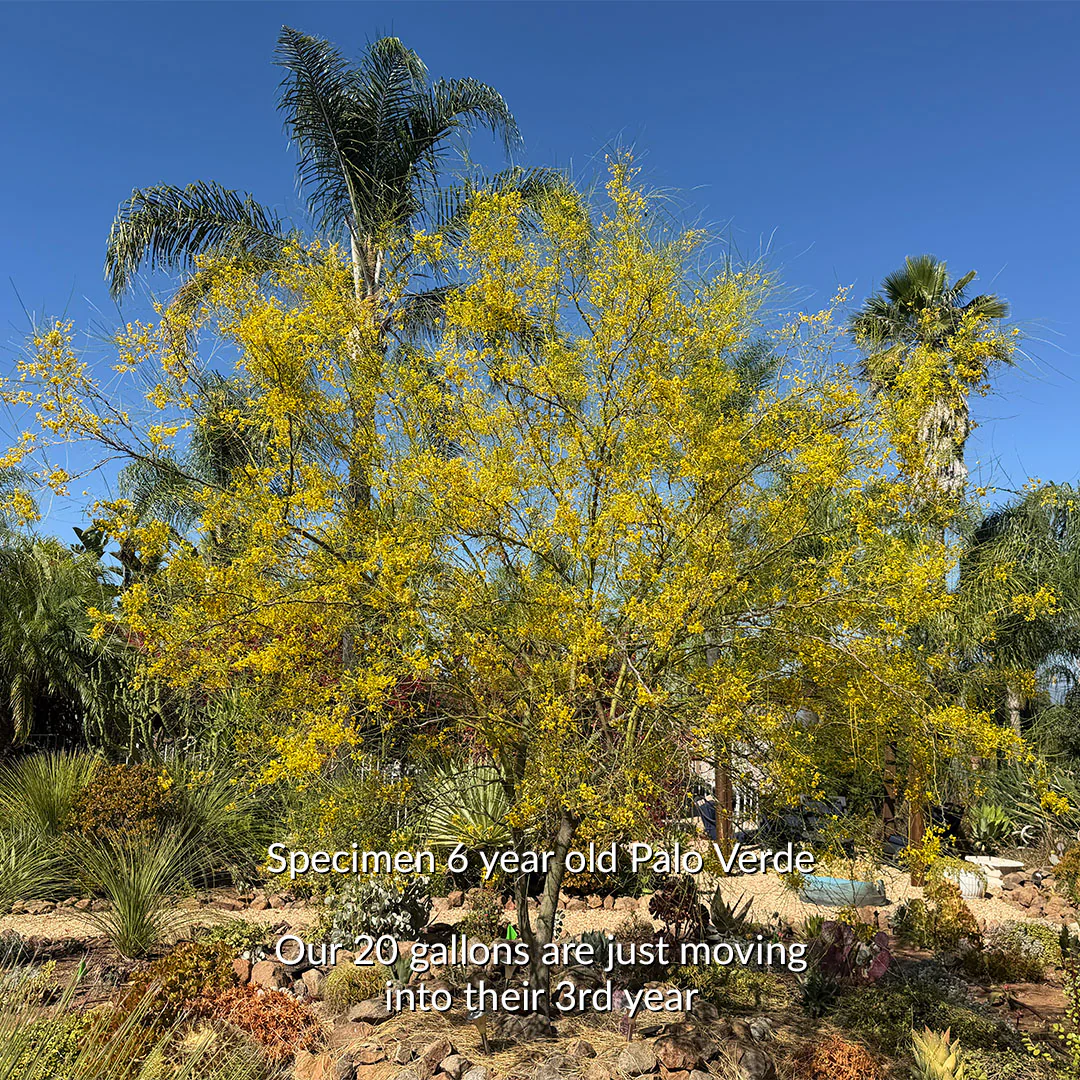 Ramona Plants by Paradise Palms and Plants