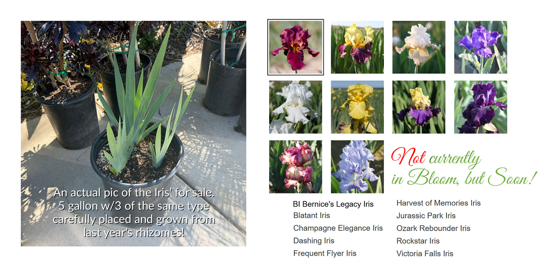 Buy 6 or more and use code IRIS10 at Checkout to save 10% Paradise Palms and Plants